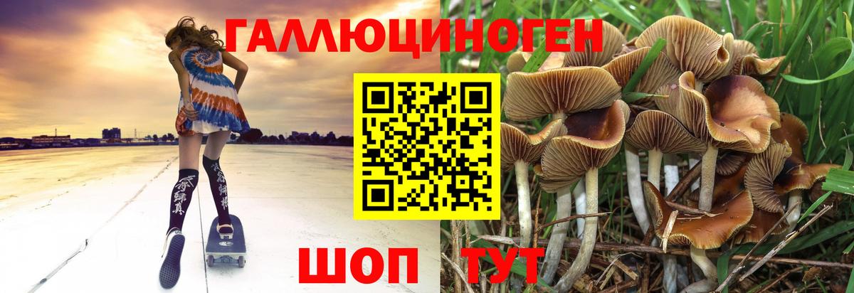 Псилоцибиновые грибы Psilocybe Шадринск